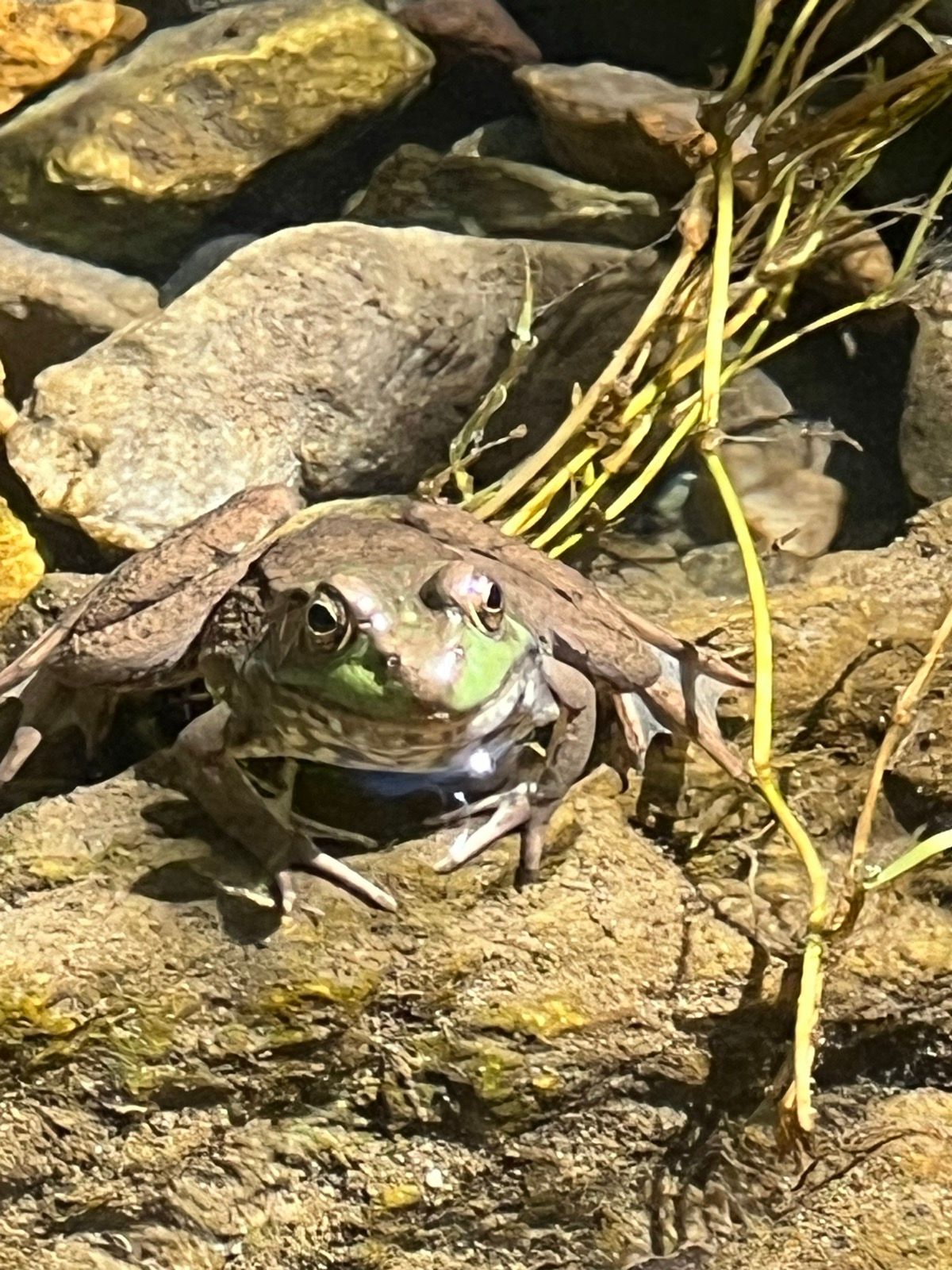 frog in rIver