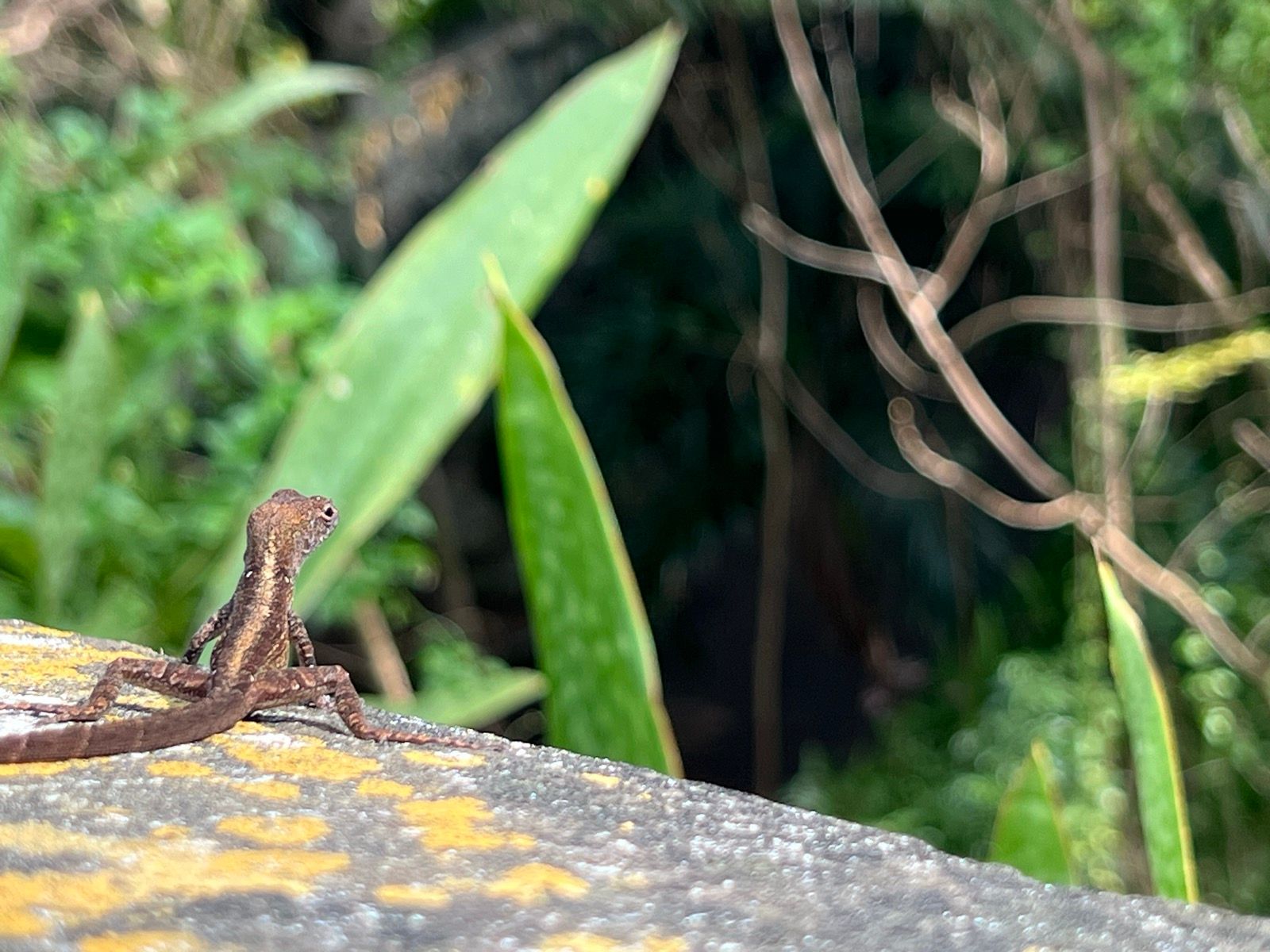 newt thing on bridge railing